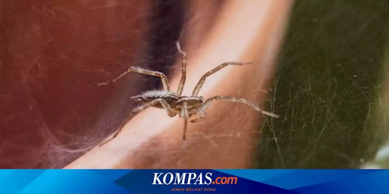 7 Cara Membasmi Laba-laba dari Rumah Tanpa Membunuhnya