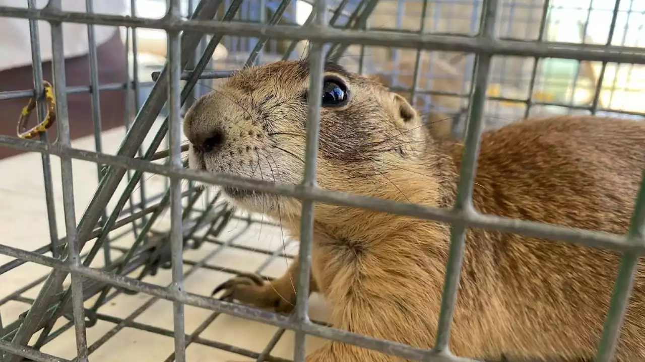 Utah prairie dog flourishing again, thanks to a little help from its human friends