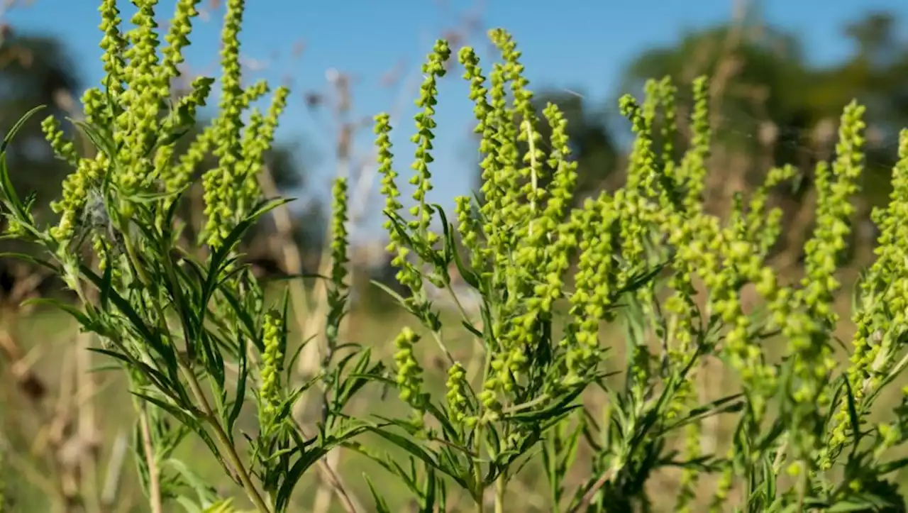 Allergies à l’ambroisie : 13 départements en alerte