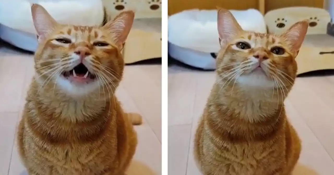 [Video] El gato viral por cantar ¿Es real o ficción?