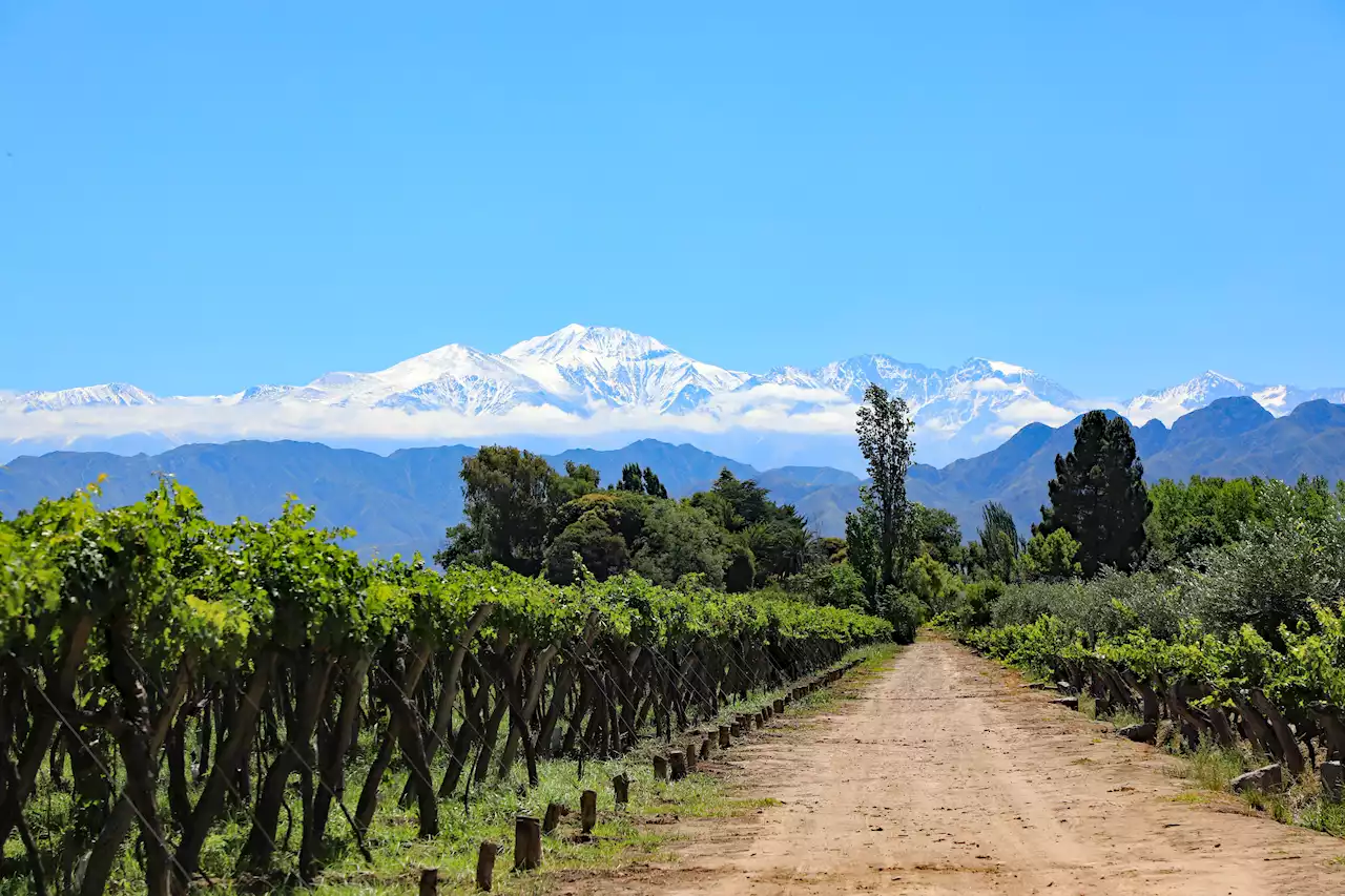 Mendoza: cómo evoluciona el turista brasileño que cayó cinco metros desde la terraza de una reconocida bodega