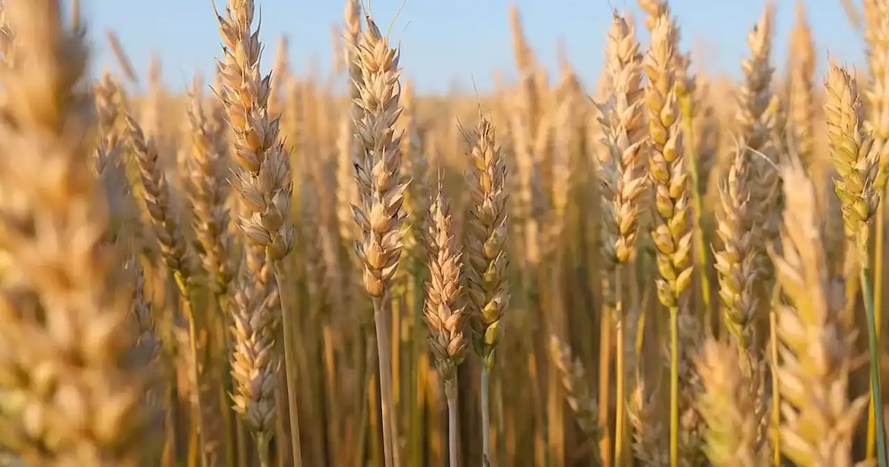 Se inscribió una nueva variedad de trigo pan creada en una chacra experimental | Agricultura