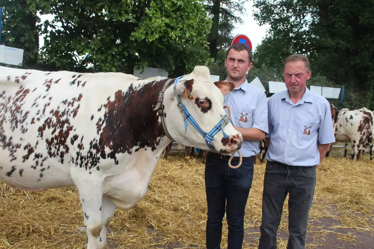 A Vire Normandie, toujours plébiscité le comice agricole a réuni 148 animaux