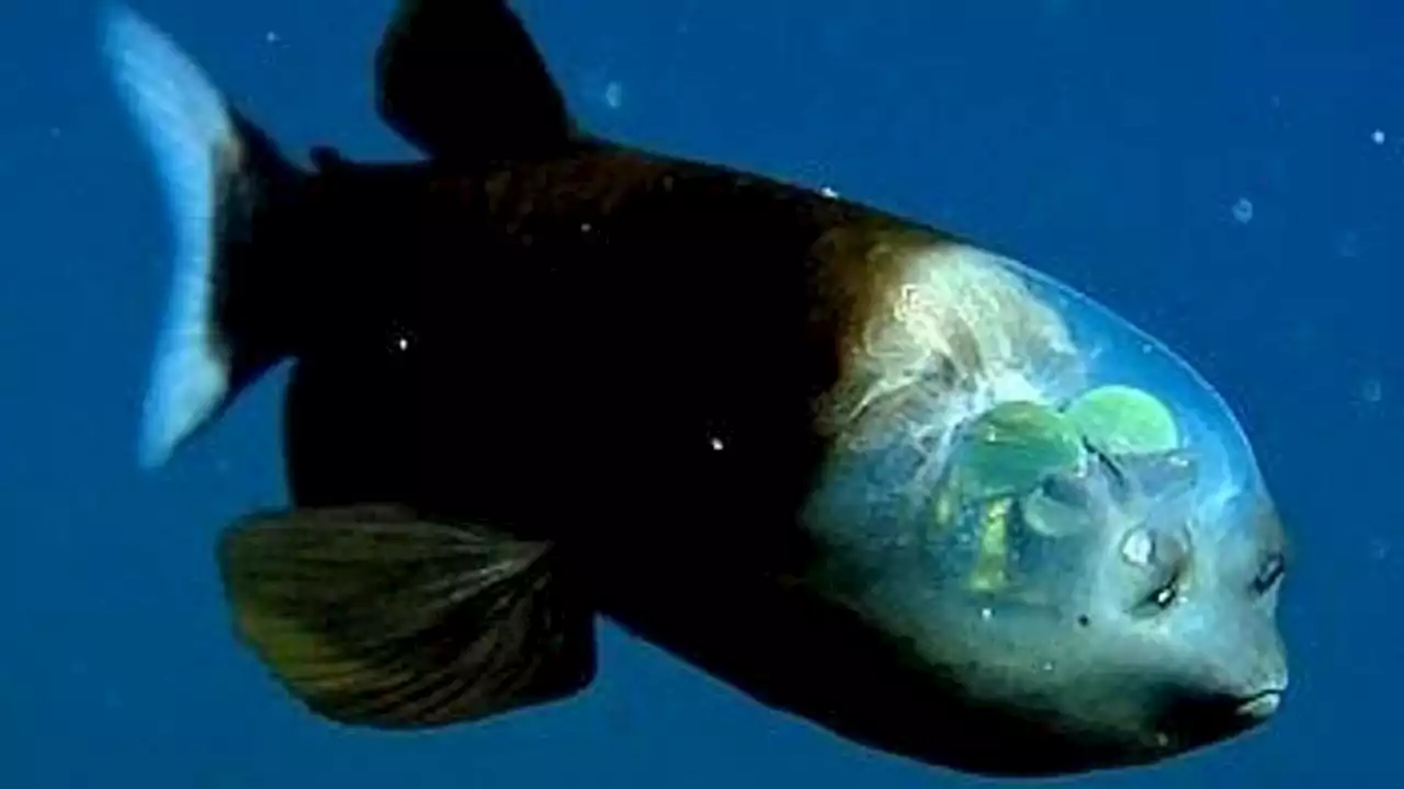 Barreleye fish: The deep-sea weirdo with rotating eyes and a see-through head