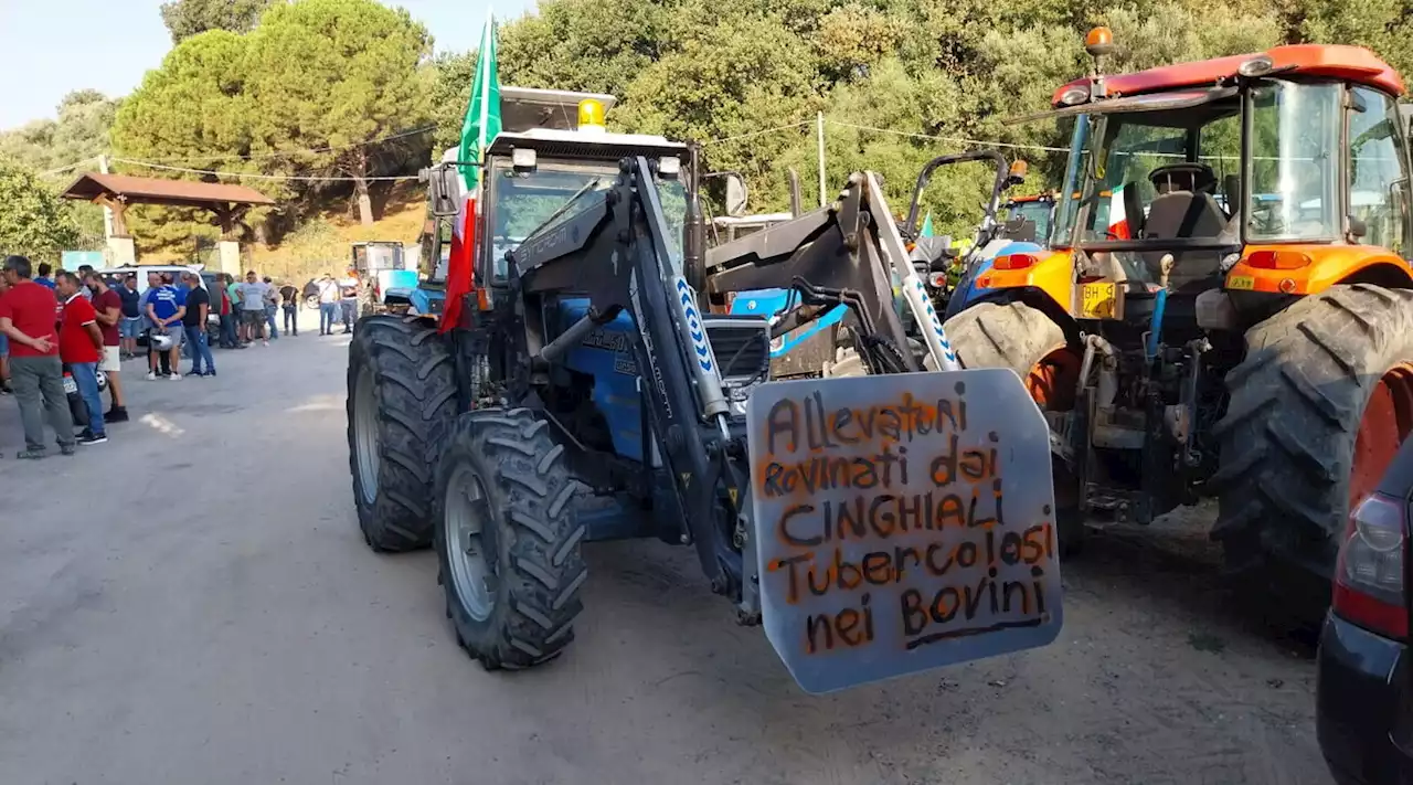 Crotone, protesta dei contadini contro l'invasione dei cinghiali: decine di trattori sfilano sulla Statale Ionica