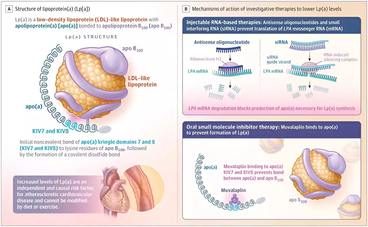 Novel drugs targets form of previously untreatable life-threatening 'bad cholesterol'