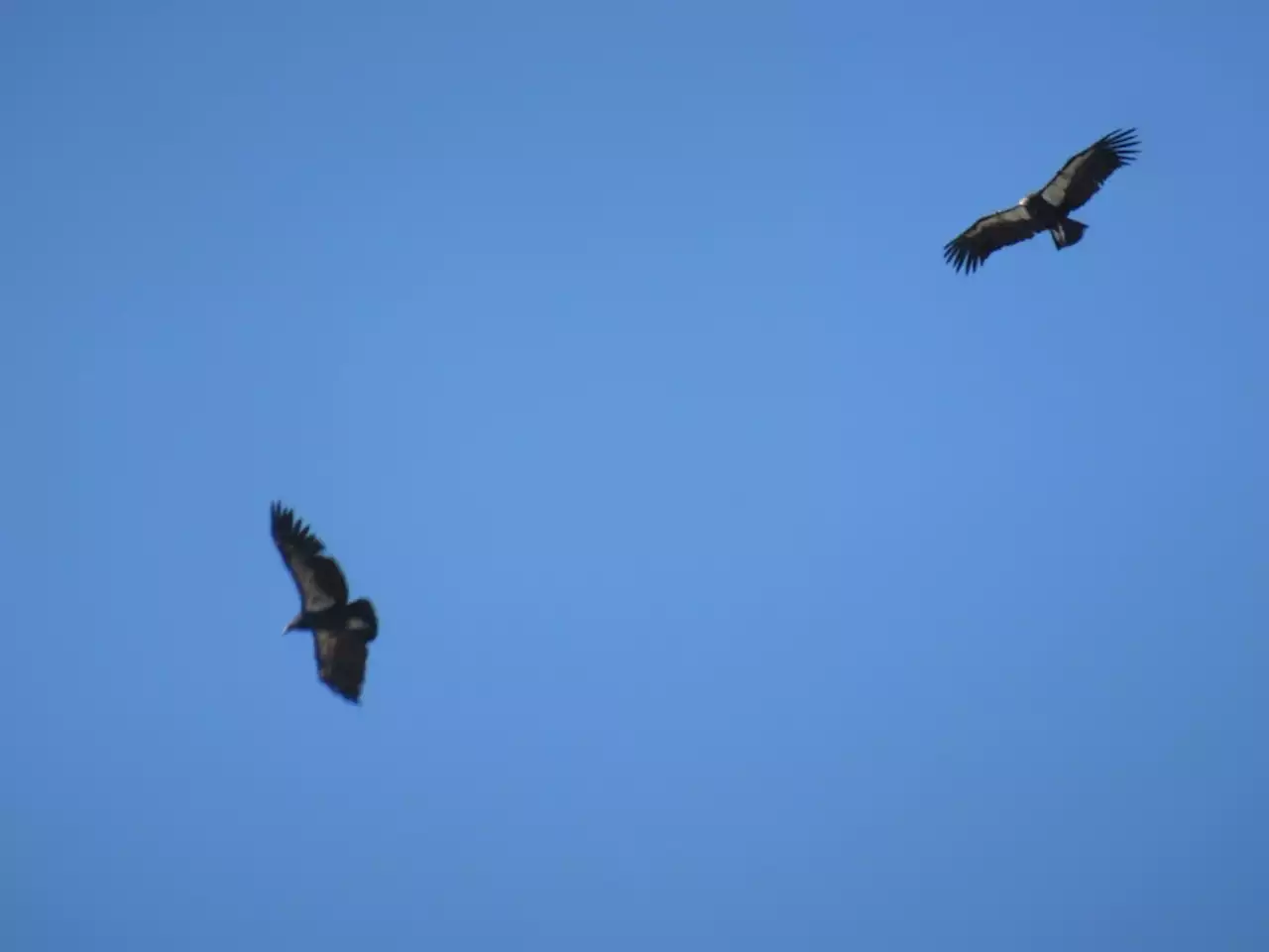 A dozen rare California condors explore Diablo Range