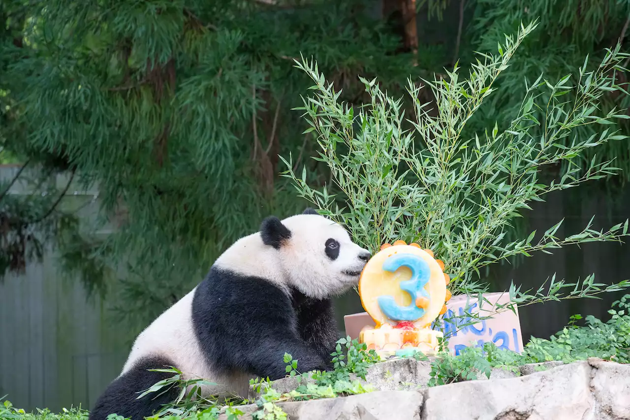 Panda-less San Diego feels National Zoo's pain at impending departures