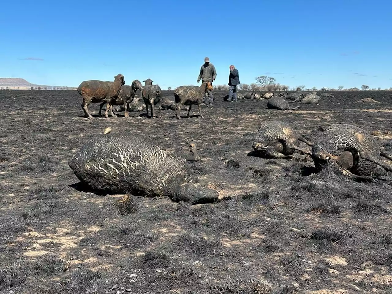 SPCA euthanises more than 180 animals after devastating fires rip through parts of the Free State