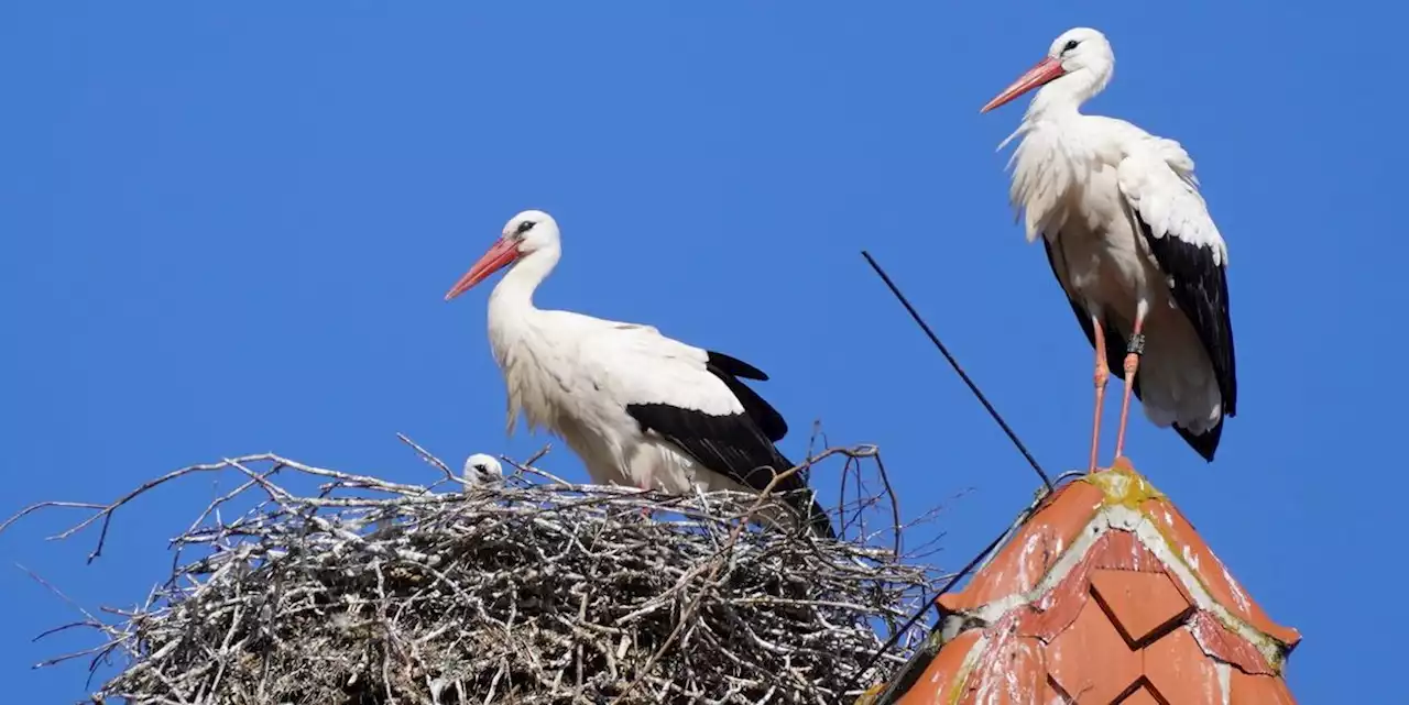 Weißstörche im Höhenflug: Mehr als 1200 Paare brüten in Bayern