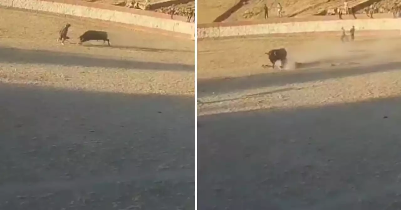 En una corrida de toros, joven murió tras recibir varias cornadas: fuertes imágenes