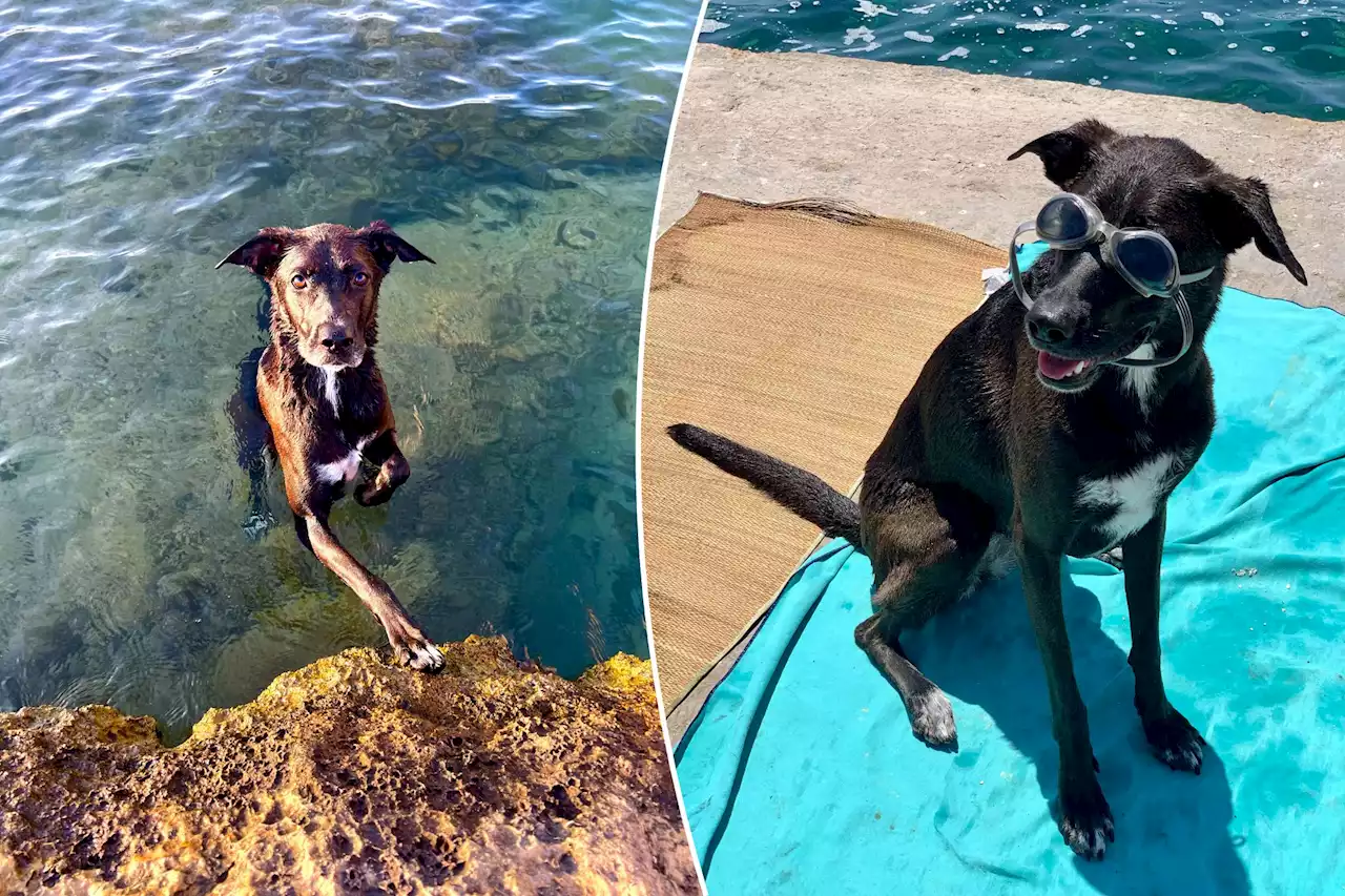 My rescue dog was terrified of water — now she’s a deep-sea diver