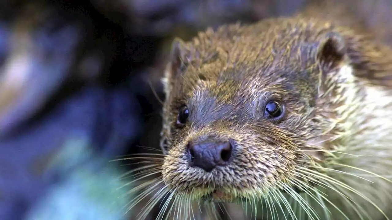 Le retour de la loutre toujours fragile autour de Rennes