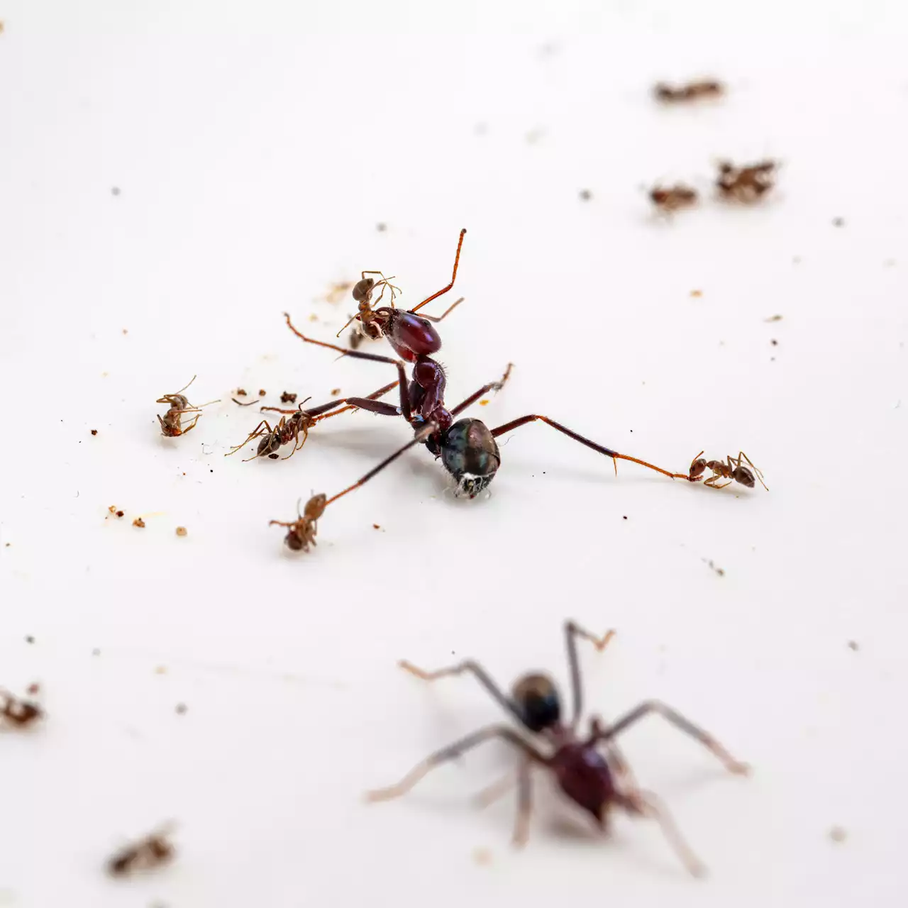 Ant wars: How native species can win the battle over invasive pests