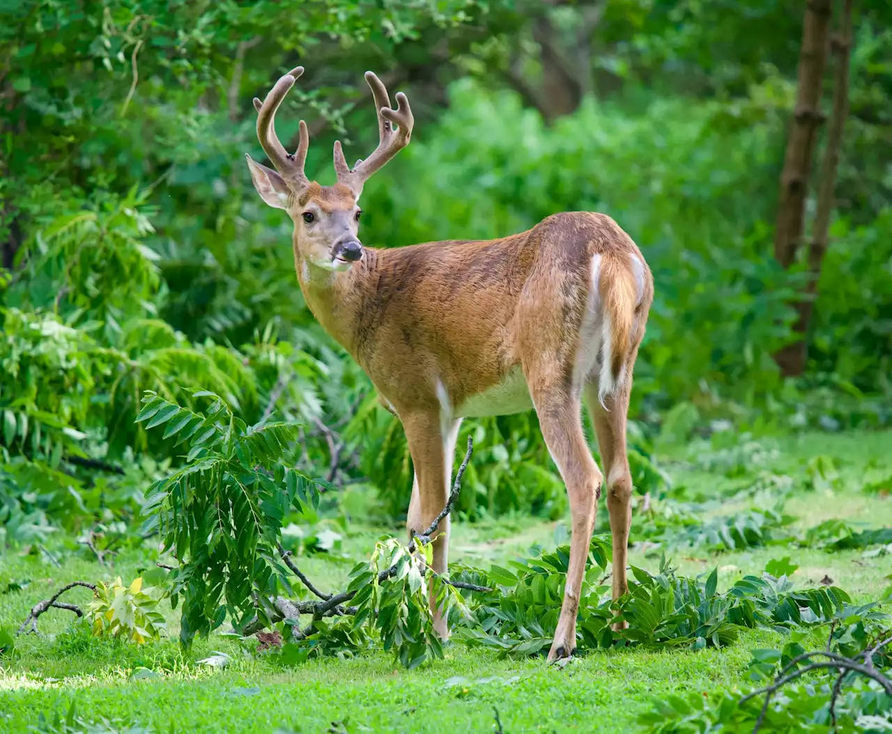 COVID-19 virus is evolving rapidly in white-tailed deer, new research finds