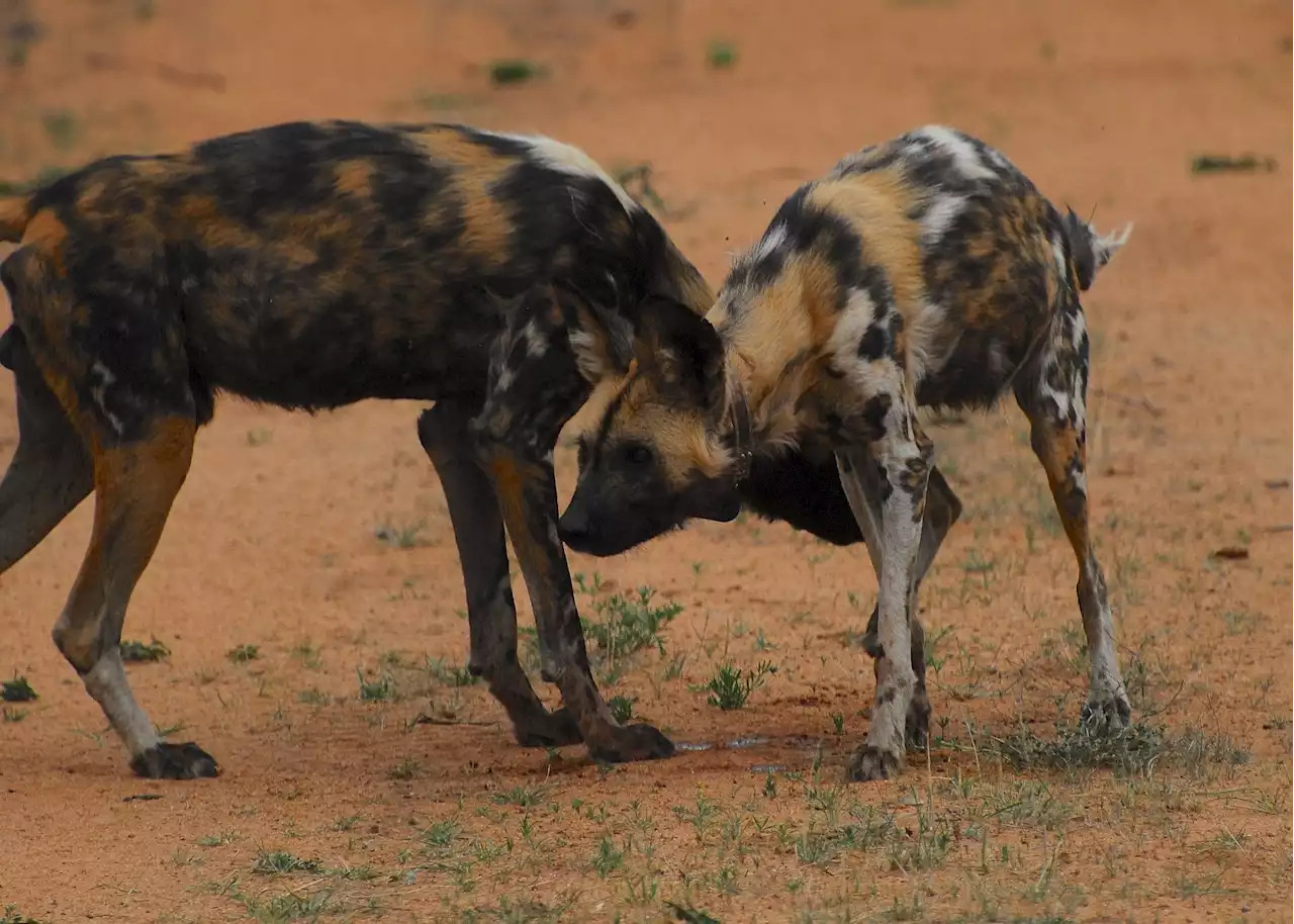 Study of African wild dogs suggests they may not survive if temperatures increase by 3°C