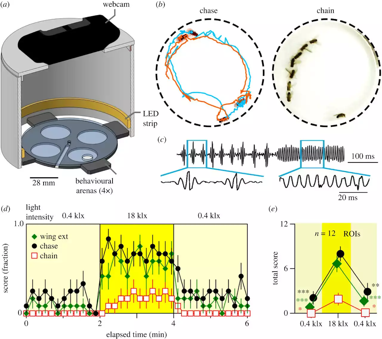 The surprising behavior of male fruit flies under intense light conditions