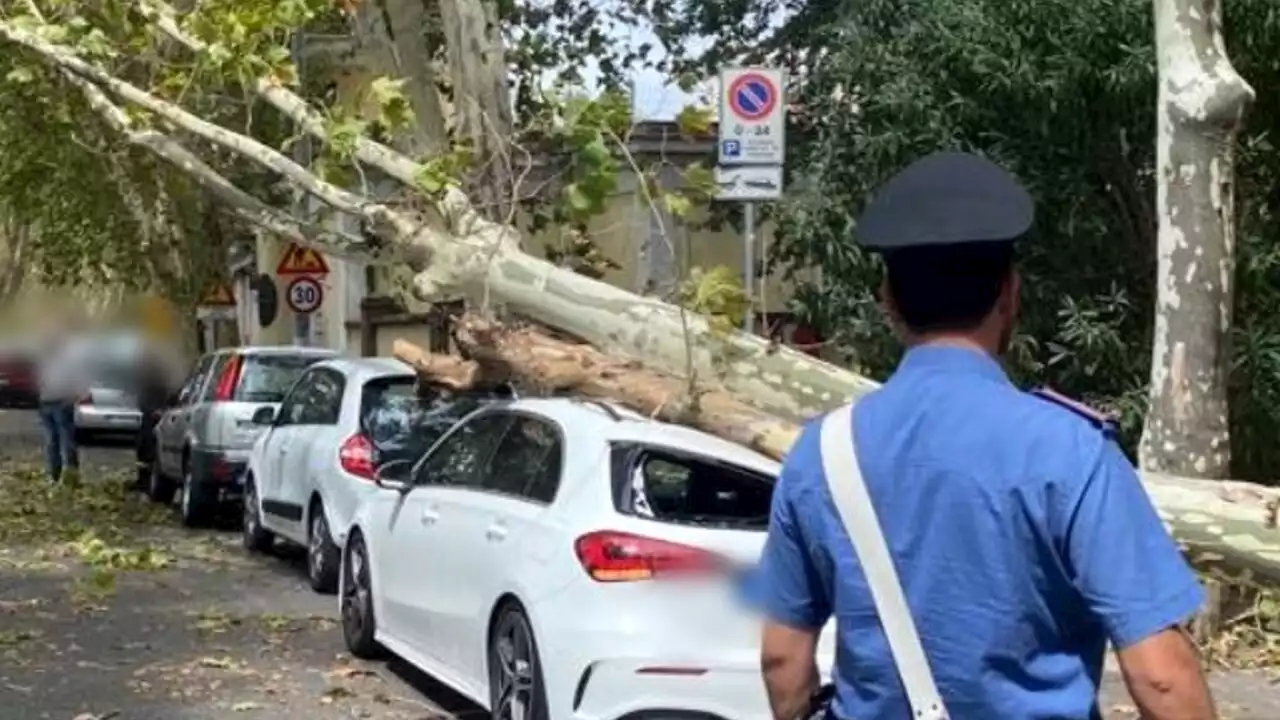 Maltempo, un albero cade su un'auto: salvo il conducente. Diversi i crolli in città