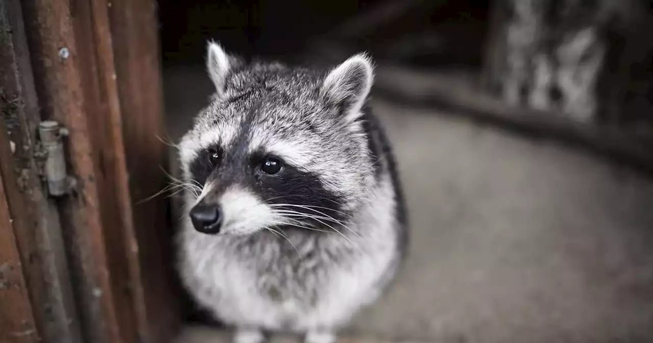 Wildtiere in der Stadt: So verhalten Sie sich bei einer Begegnung mit einem Waschbären