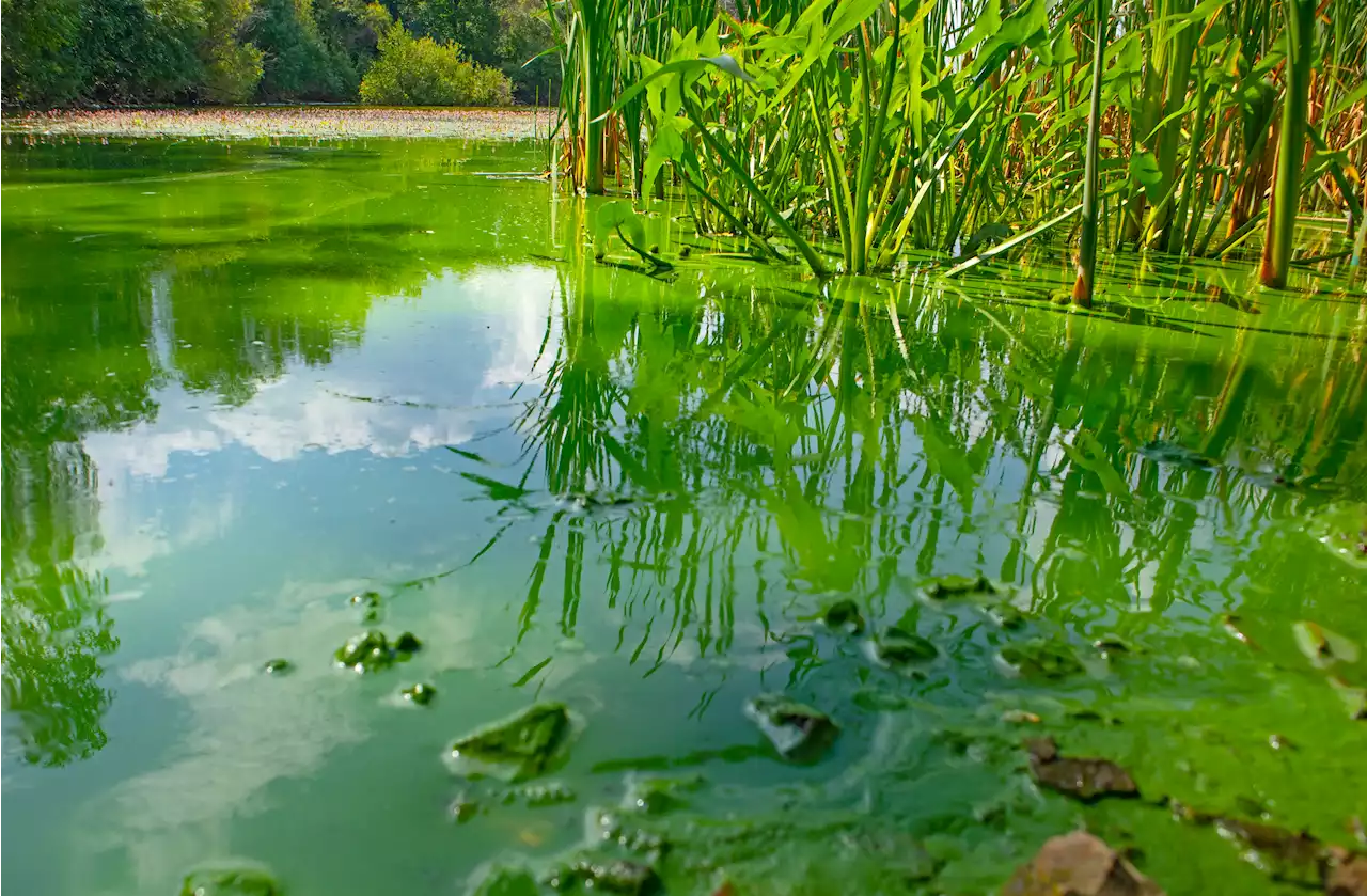 Toxin-producing blue-green algae bloom shutters Dartmouth’s Birch Cove Beach