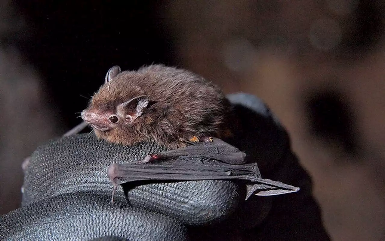 Adorable Moth-Size Bats Found in the Pacific Islands&rsquo; Largest Bat Cave