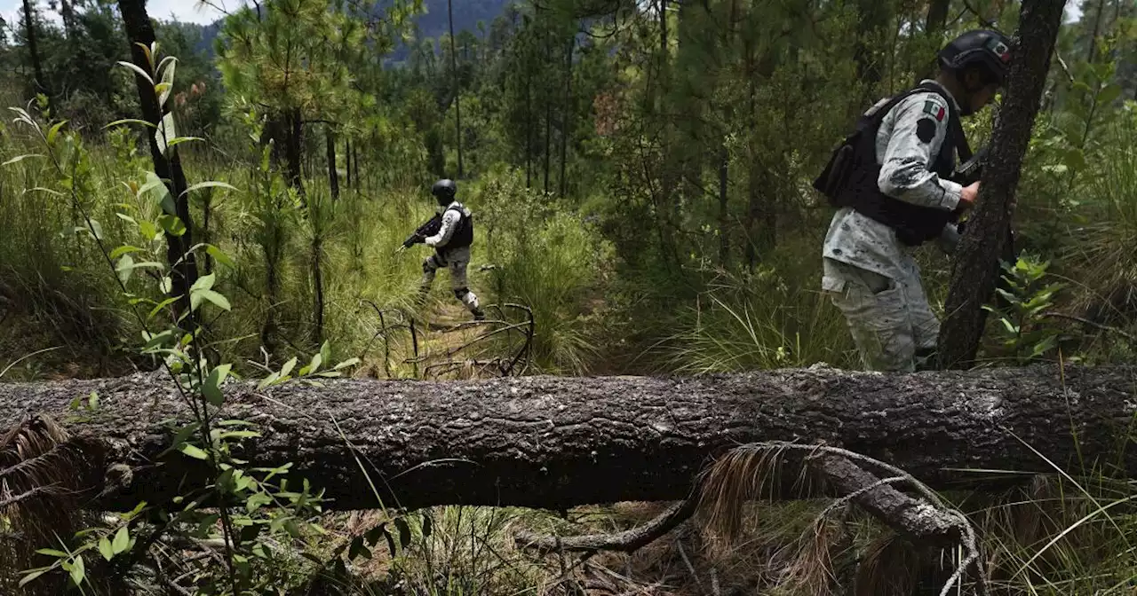 Illegal logging thrives in Mexico City's forest-covered boroughs, as locals strive to plant trees