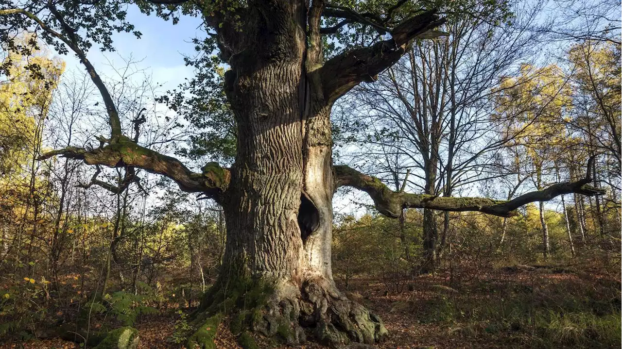 Schutzmaßnahmen greifen nicht: Die letzten Urwälder Europas verschwinden