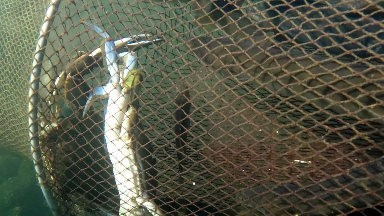 Il granchio blu risale il Po e ora punta il Lago di Garda: 'Impossibile fermarlo'