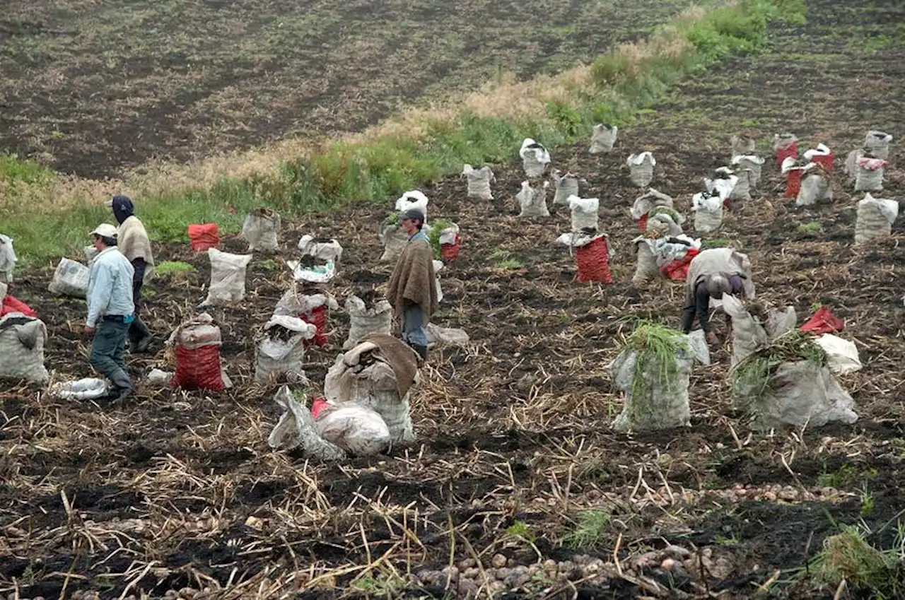 Colombia ya tiene plan de ordenamiento productivo de la papa para los próximos 20 años