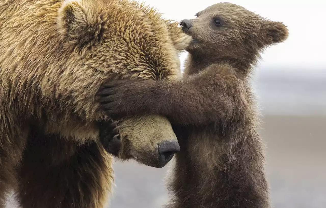 Regardez deux oursons et leur mère faire un festin de myrtilles sauvages