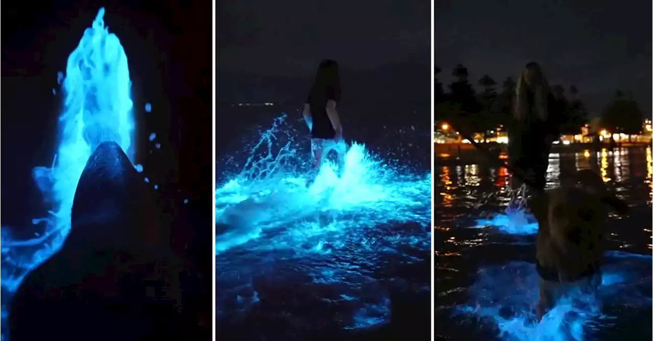 Beach glows as bioluminescent algae show up in South Australia