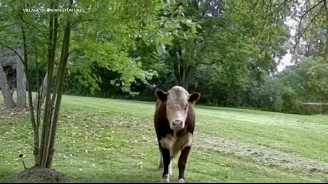 Bull missing after escape from Barrington property