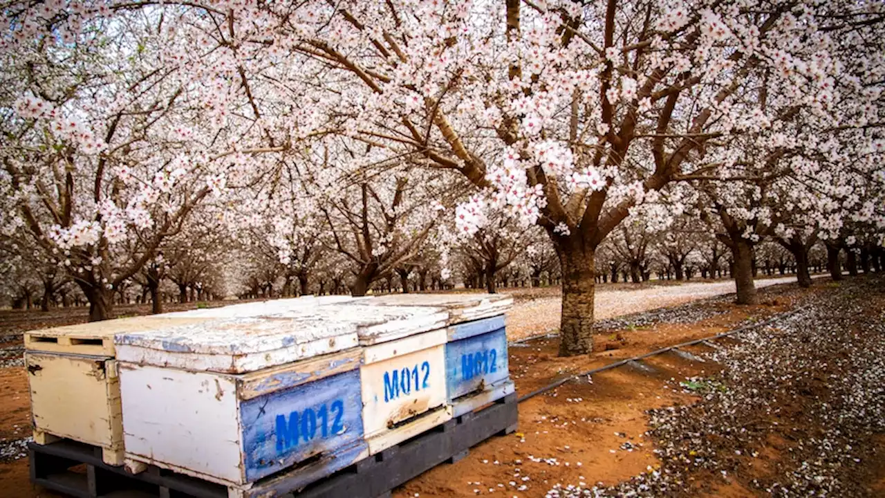 Beehives permitted to move from almond orchard purple zones