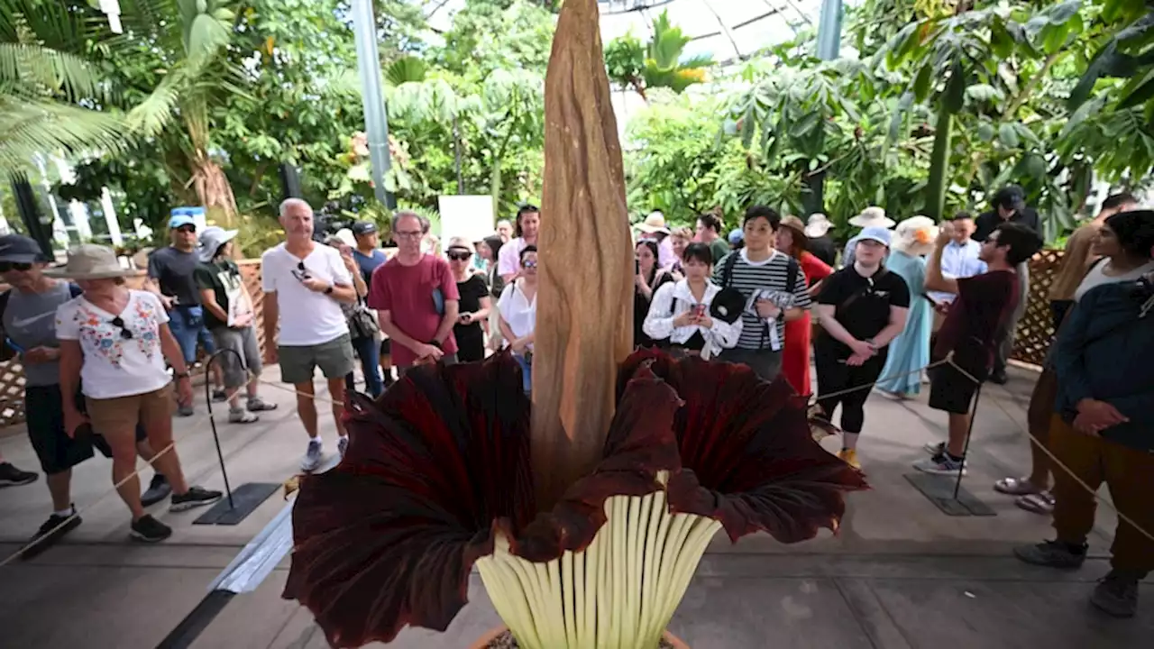 'Like an urban dumpster': Rare corpse flower stinks out Californian library