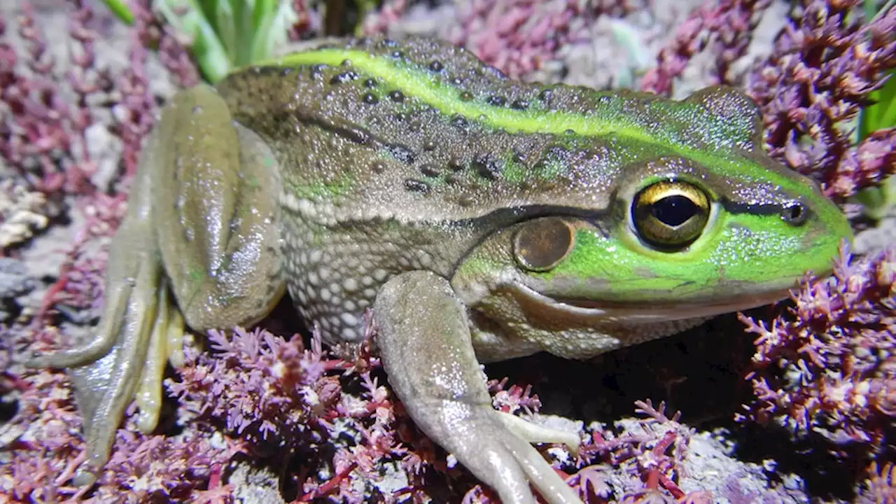 'Mass frog mortality event' in South Australia likely caused by deadly fungus outbreak