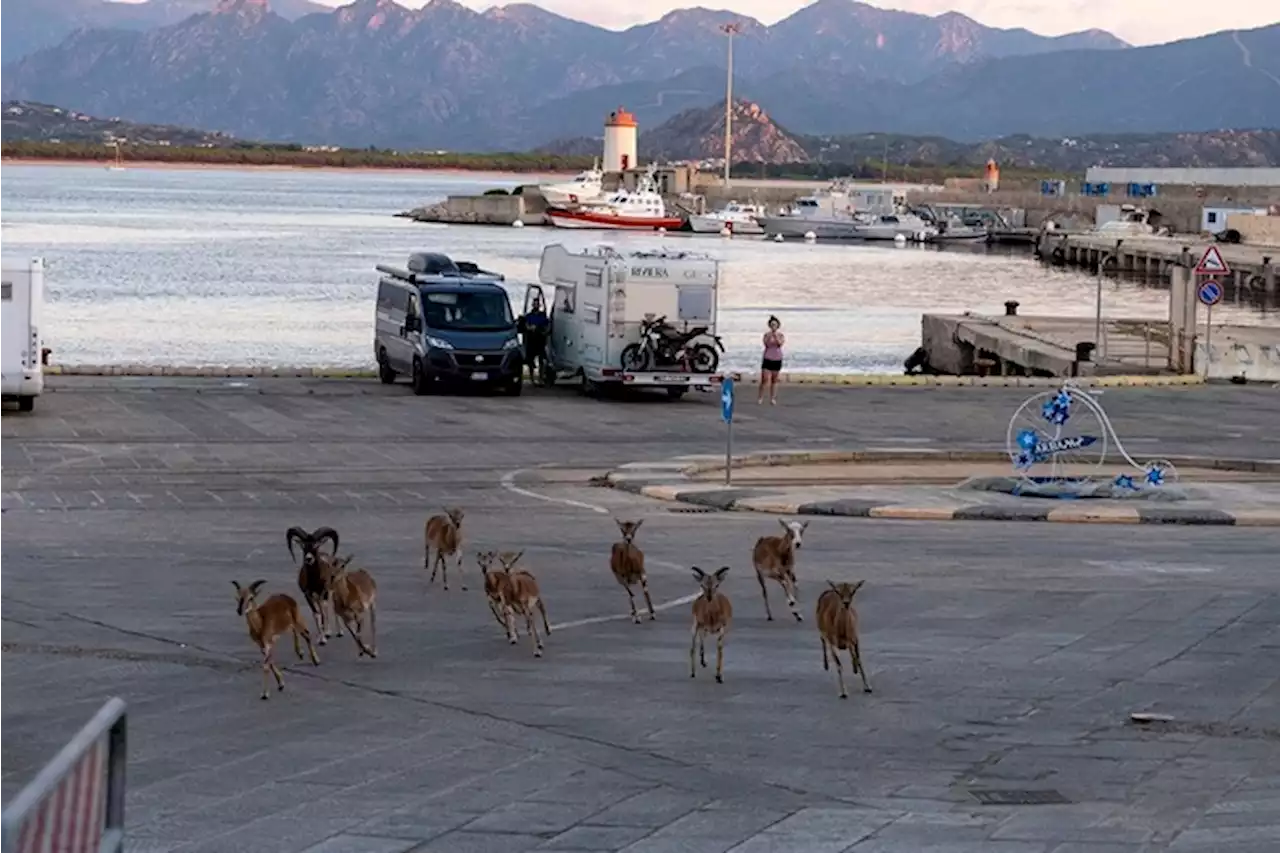 Mufloni a spasso in porto mentre i turisti sbarcano ad Arbatax - Notizie