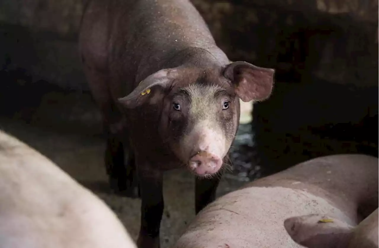 Peste suina, indagati allevatore e veterinario nel Pavese - Notizie