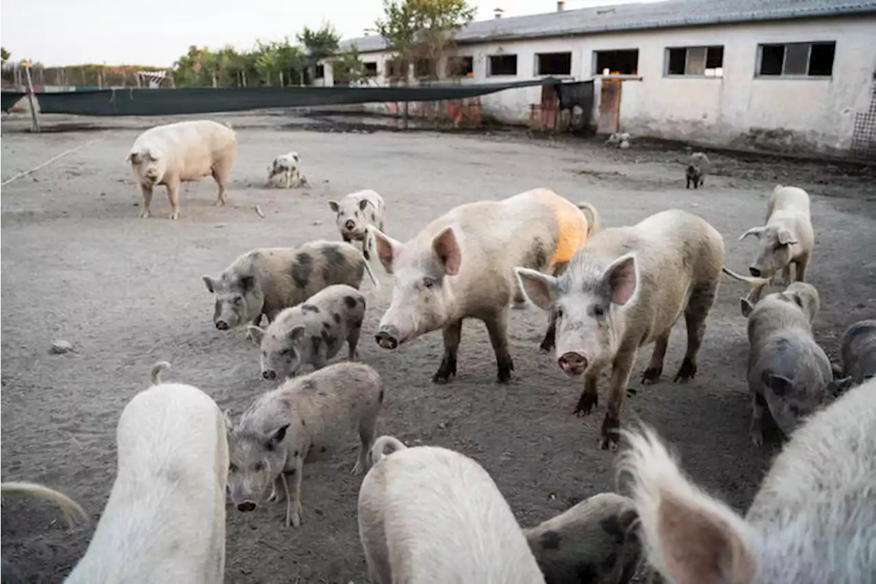 Peste suina, indagati allevatore e veterinario nel Pavese - Ultima ora