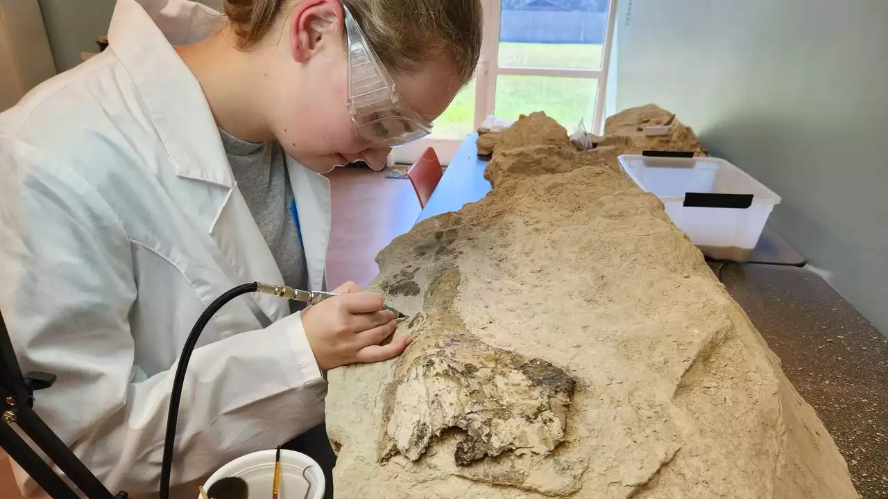 Alabama teen finds 34-million-year-old whale skull