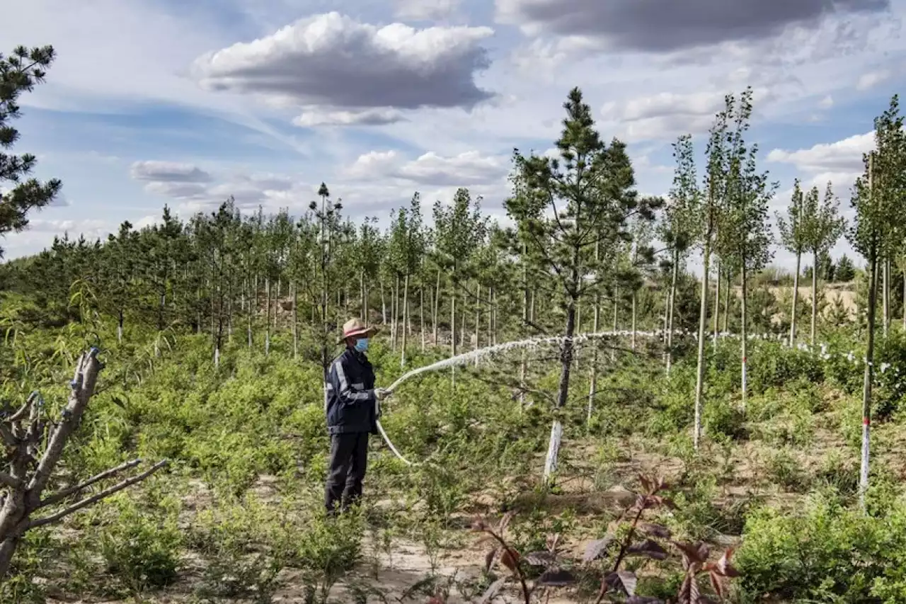 China utara luncurkan akademi penelitian program hutan penahan angin