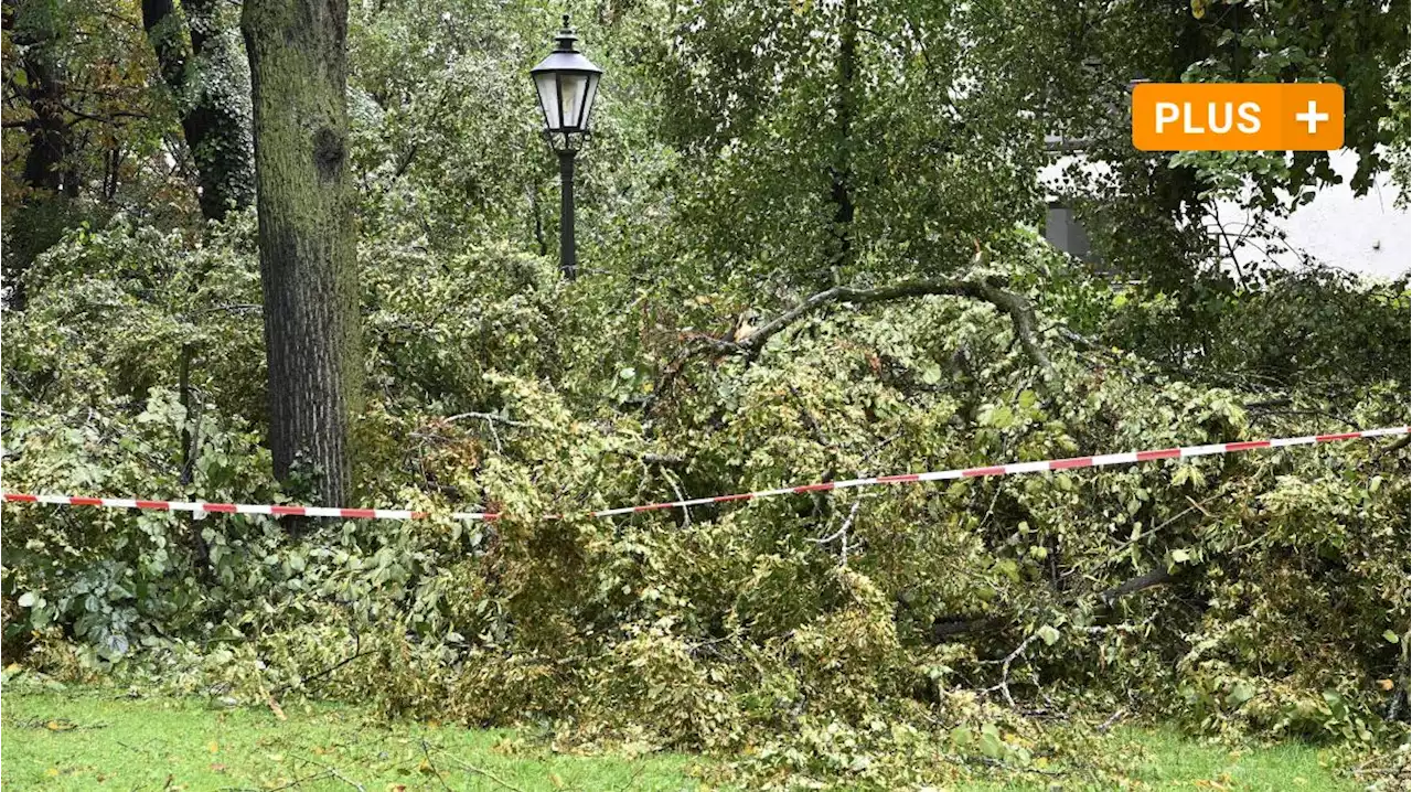 Mehr als 20 Bäume zerstört: Das Aufräumen nach den Unwettern dauert an