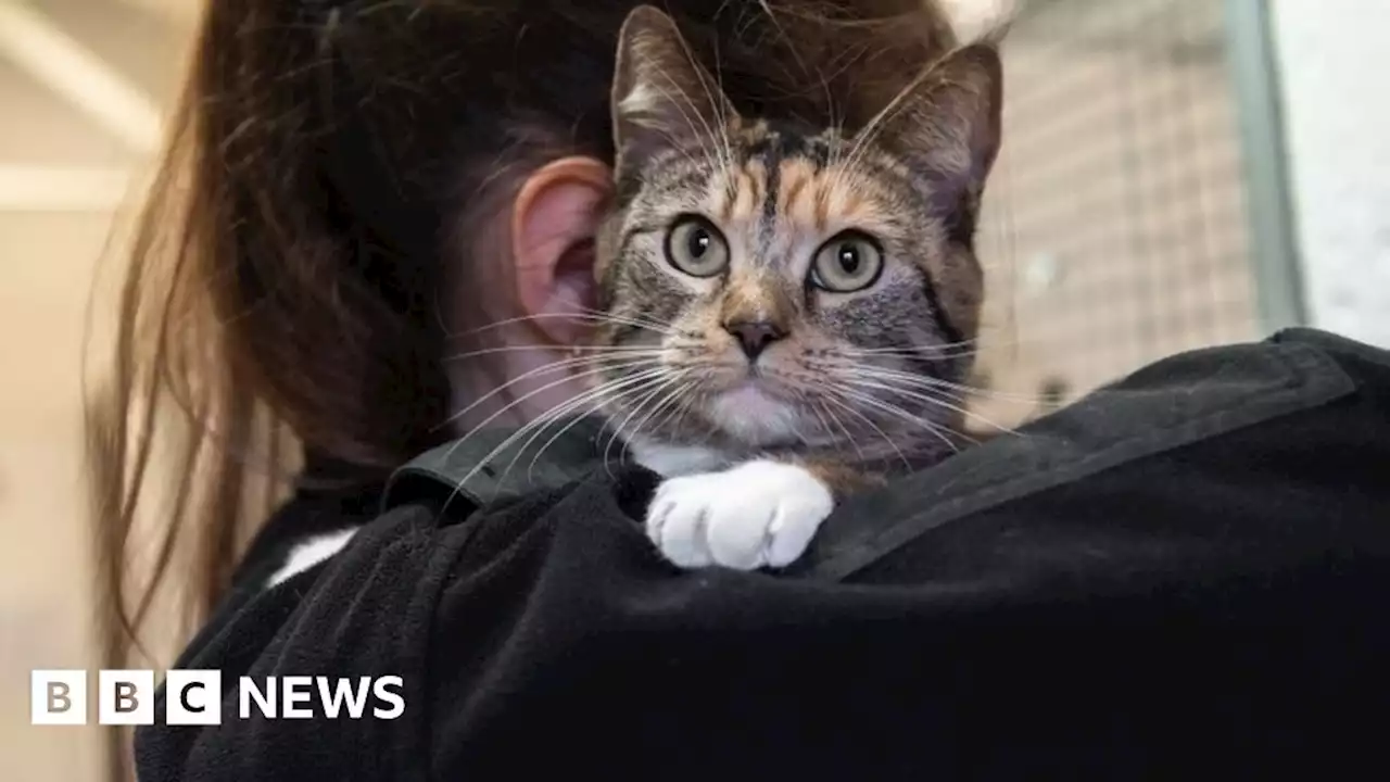 Scottish SPCA to close animal rescue centres in Ayr and Caithness