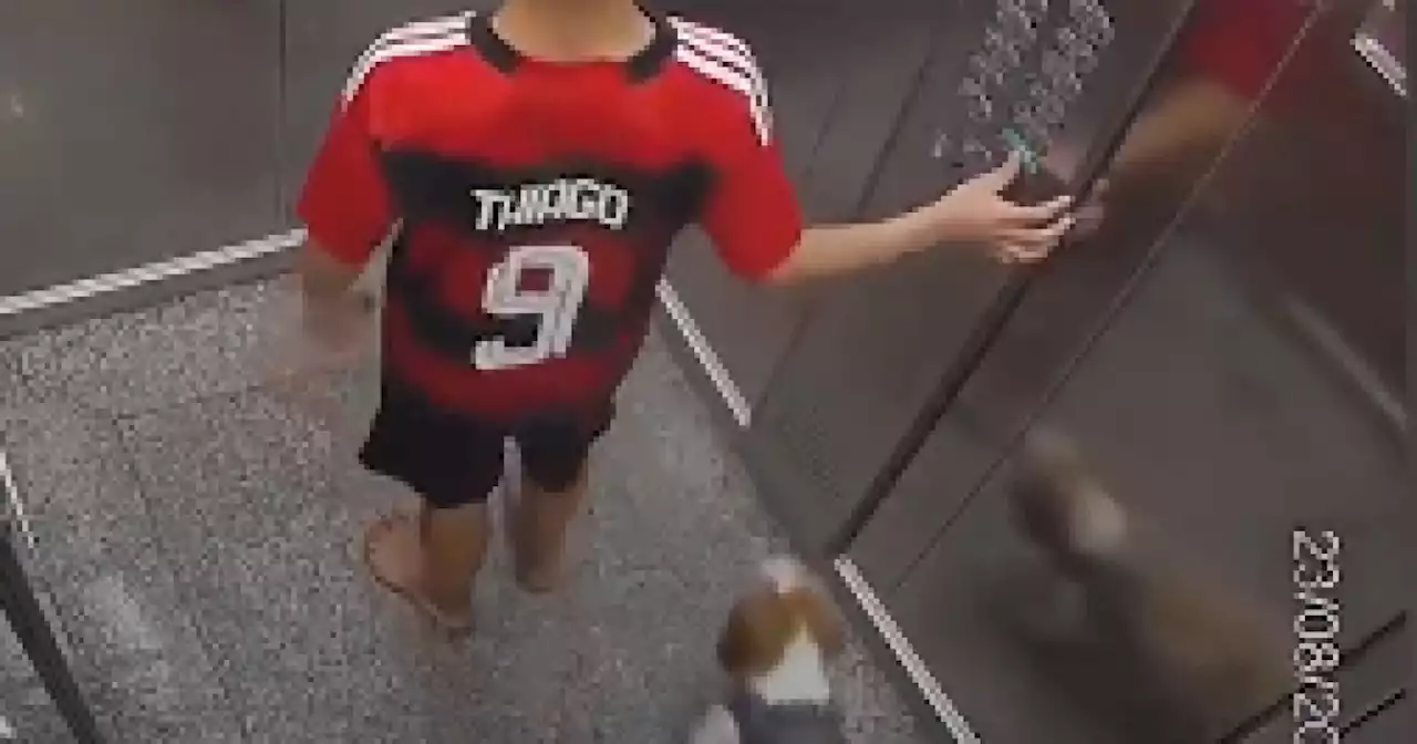 Héroe infantil en Brasil: niño salva a su perro en un ascensor en una valiente acción