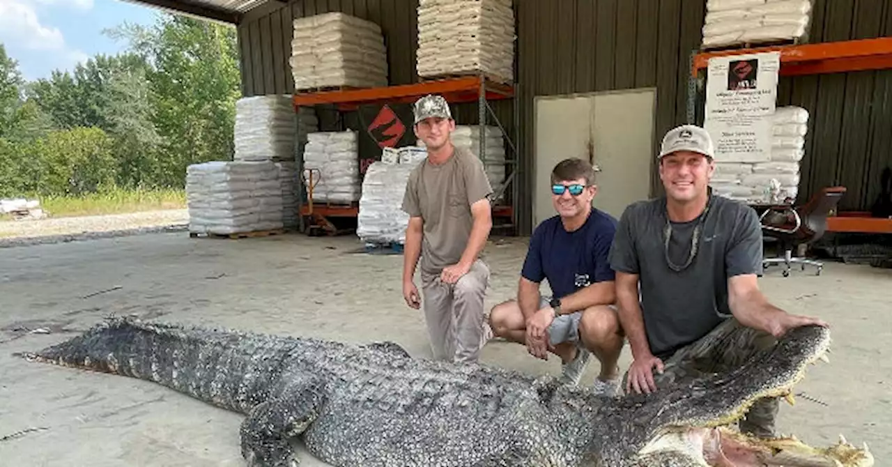 PHOTOS — 'A BIG Boy': MS Hunters Catch Record 802-Pound Alligator