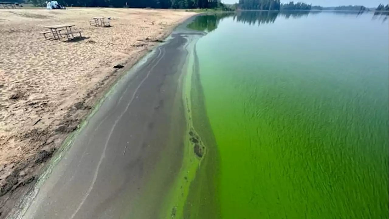 Alberta scientists tracking blue-green algae blooms using satellite imagery