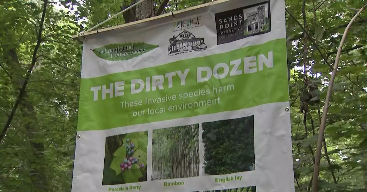 Long Island environmentalists identify 'dirty dozen' invasive plants threatening to destroy native species