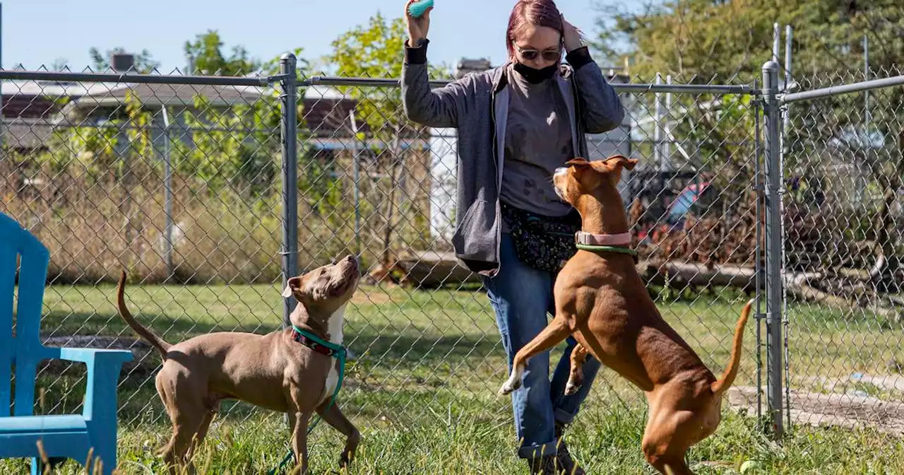 Humane Society luminary event offers chance to mourn lost pets