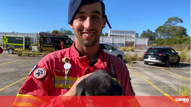 Na nova instalação de Bordalo II é o touro que espeta bandarilhas no  toureiro, Direitos dos animais