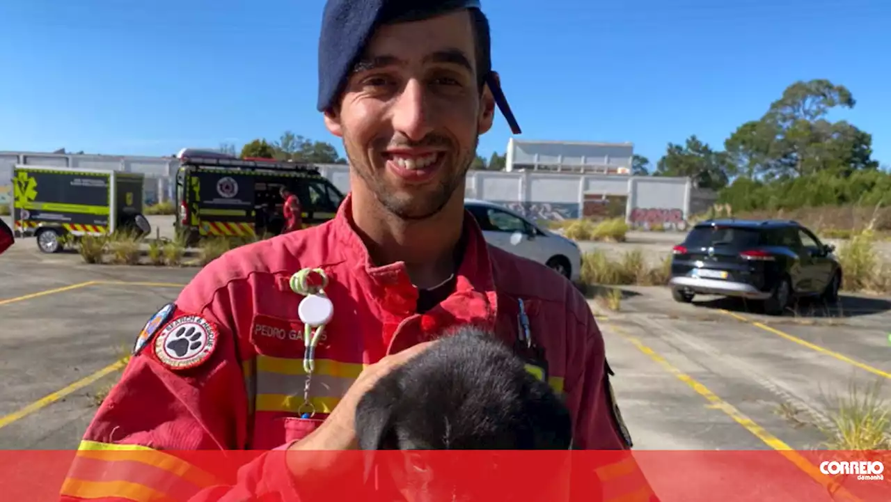 Cadela resgatada de conduta de saneamento em Vila Nova de Gaia