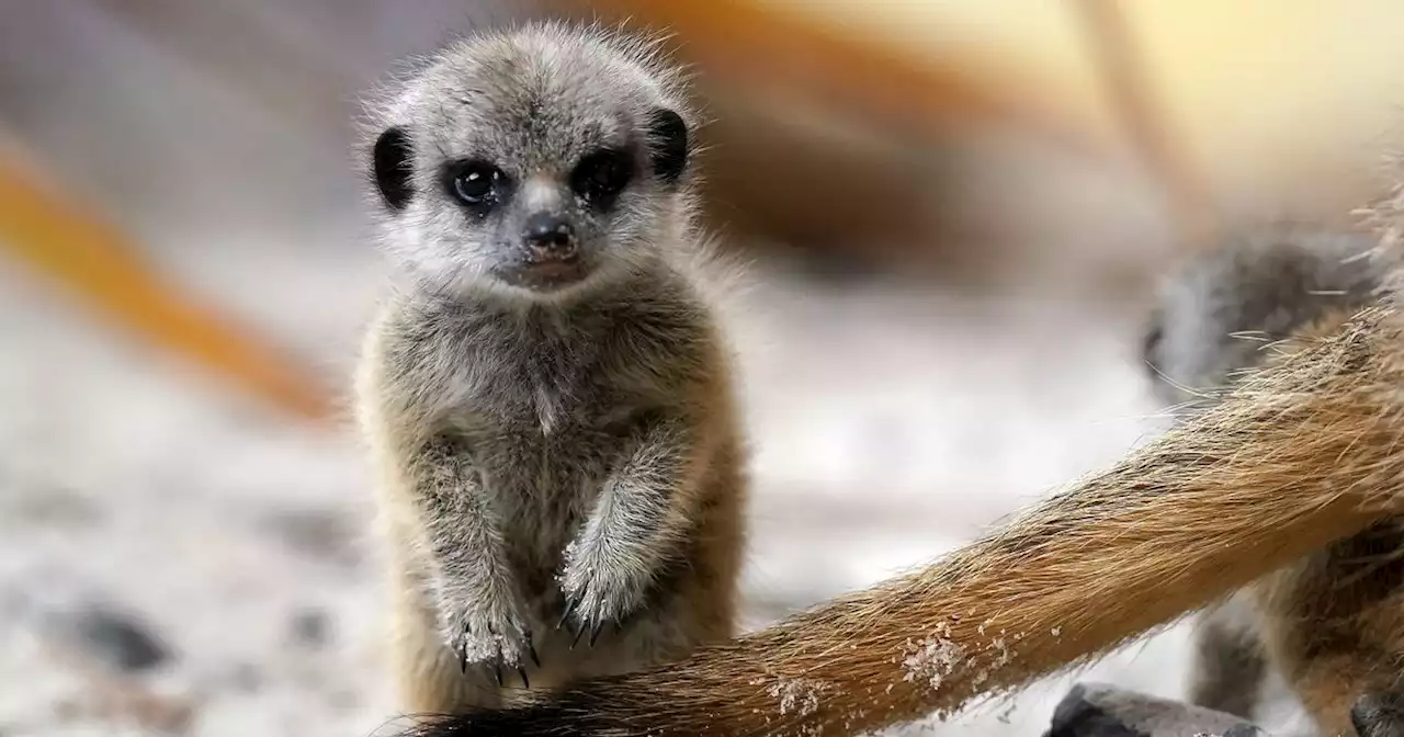 Baby meerkats snapped frolicking at Blair Drummond Safari Park